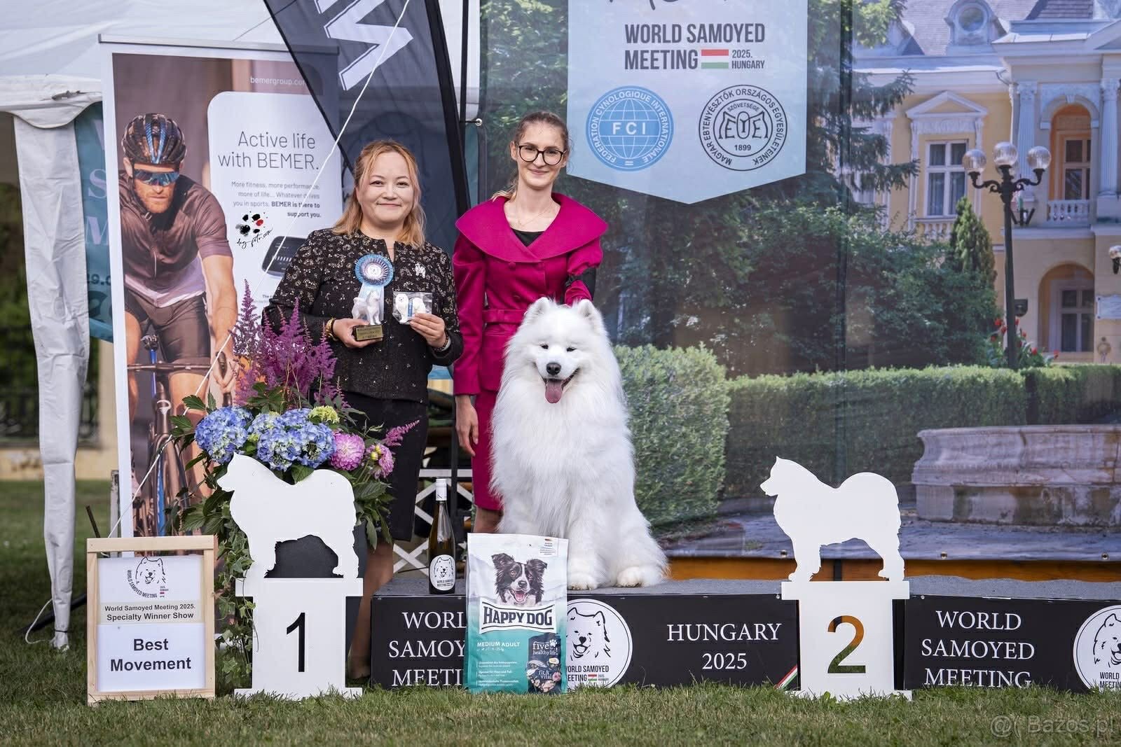 Samojed z FCI/PP – urodzone szczenięta z wyjątkowego skojarz - 18