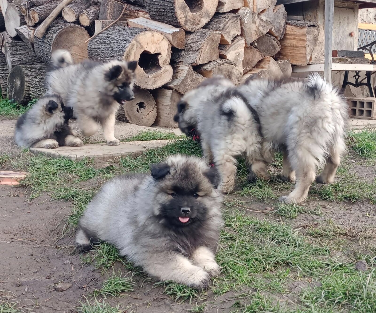 Wilczy szpic / Keeshond polecam rodowodowe szczenieta - 18