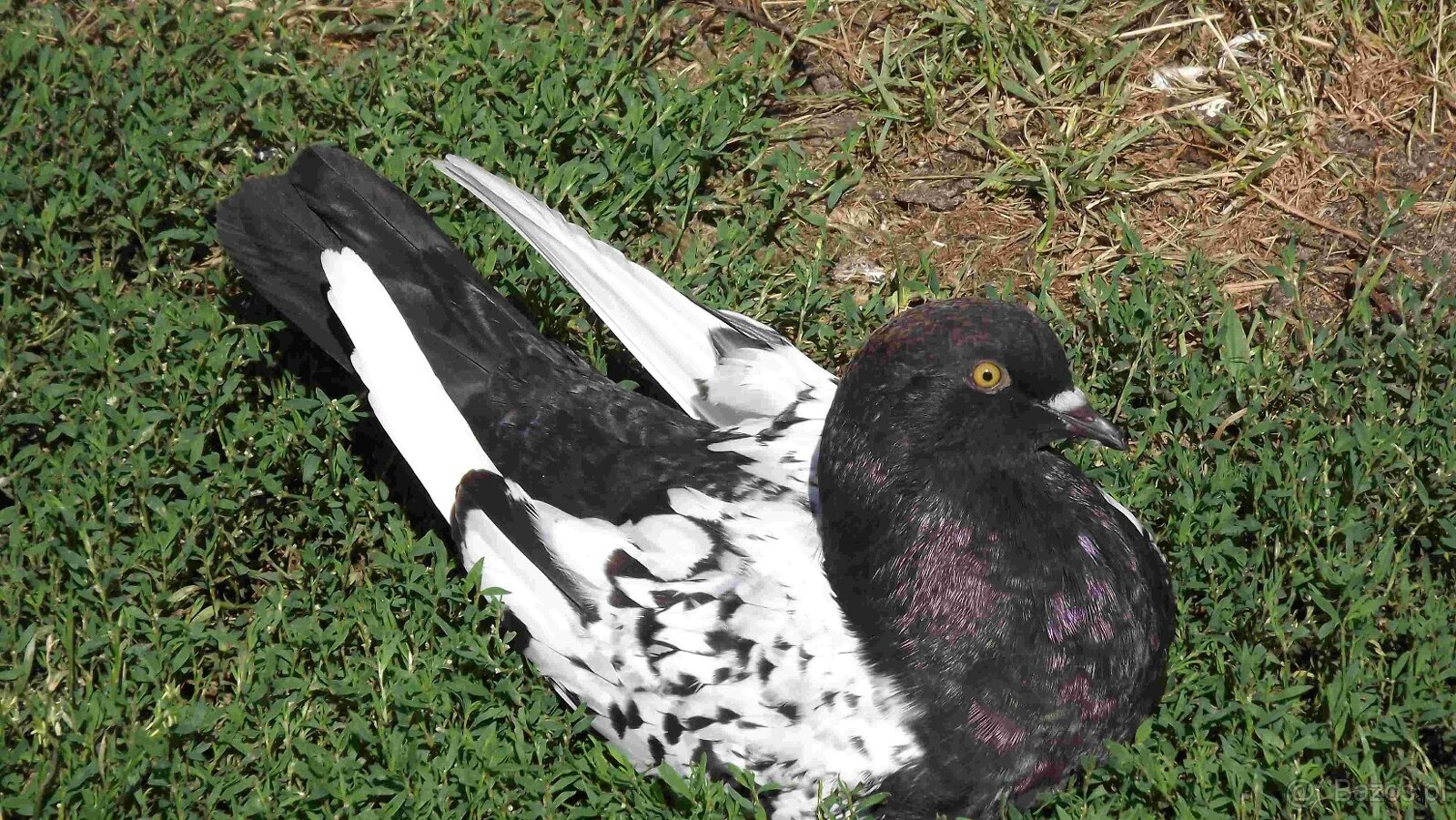 sprzedam gołębie - 18