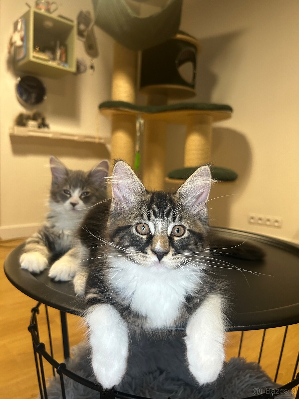 Maine Coon - 18