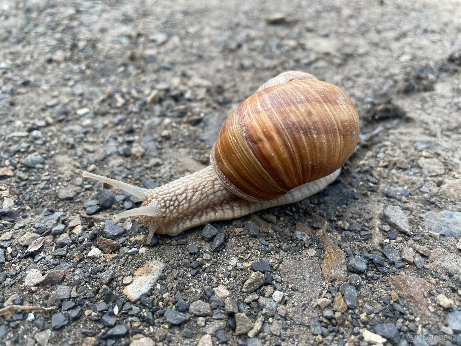 Dom murowany- dwuczęściowy - 18