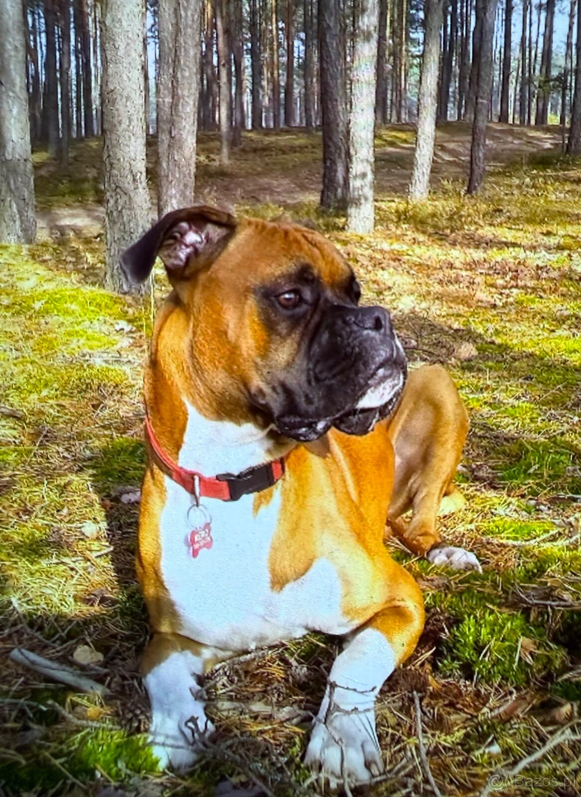 Bokser szczeniaki - 18