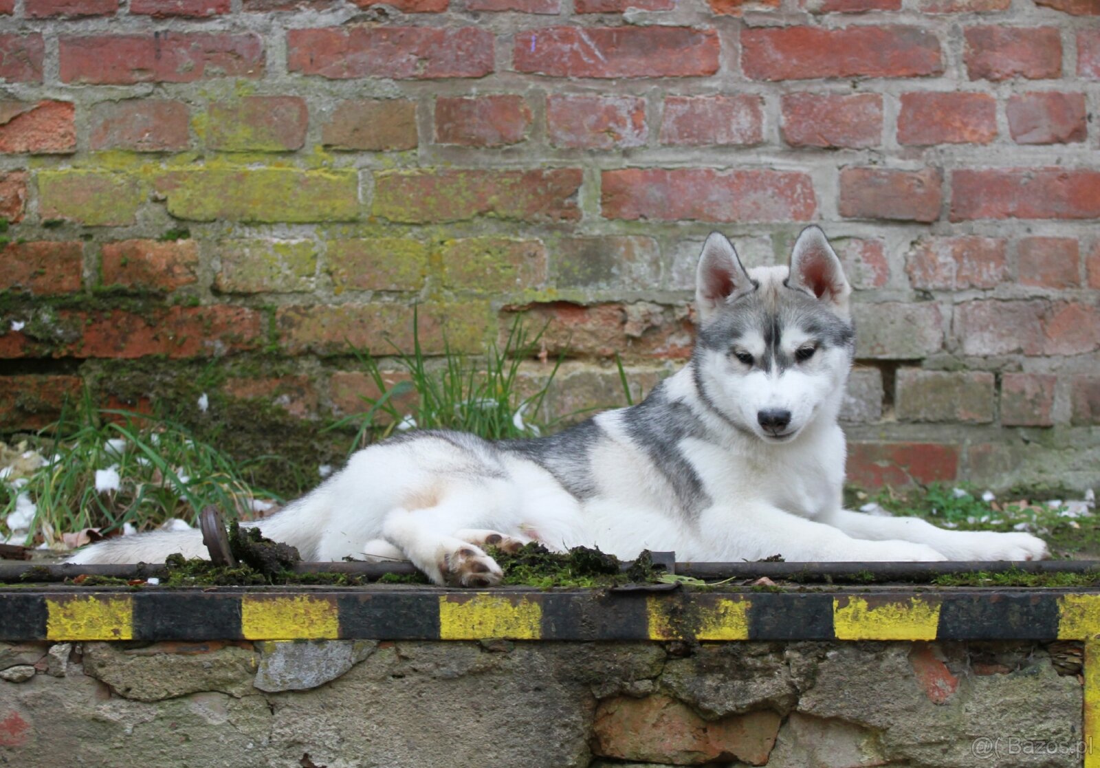 Siberian Husky ZKwP - 18