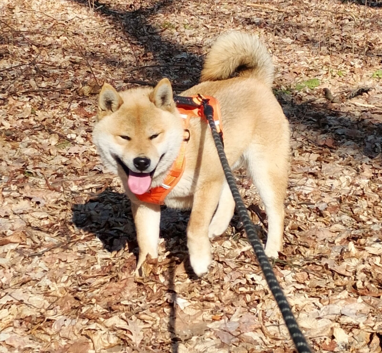 Shiba Inu, czerwony piesek mocno czernią przyprószony - 18