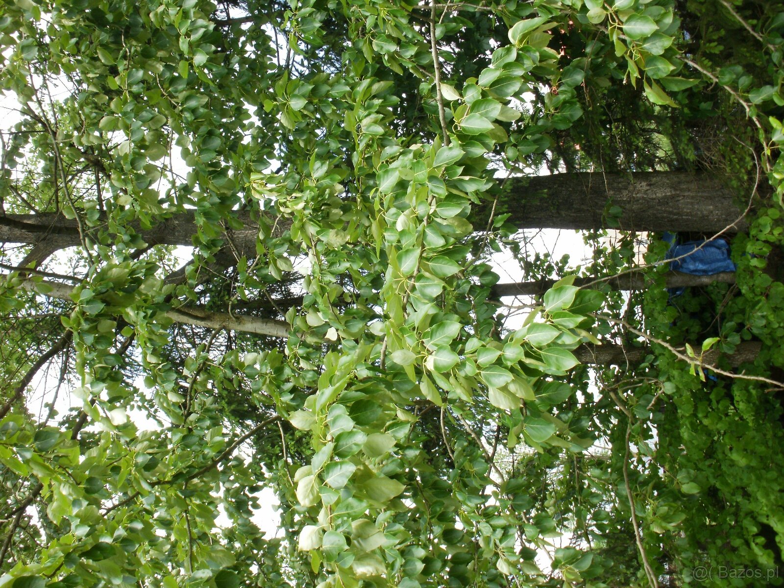 Sprzedam tanio - 18