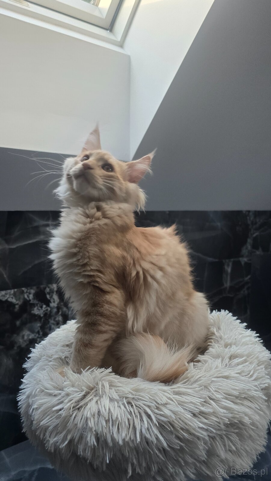 Maine coon - 18