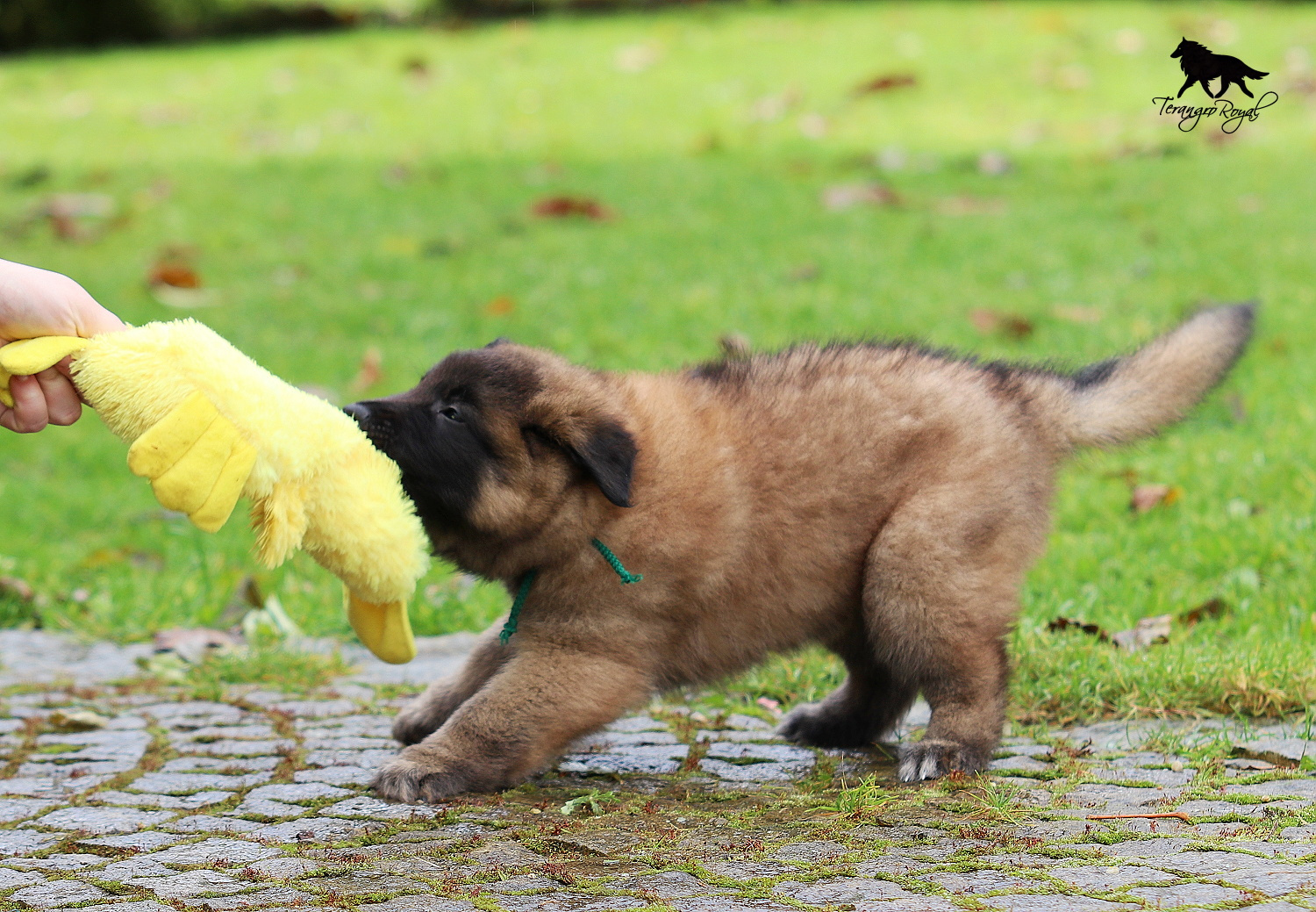 Owczarek belgijski Tervueren - szczenięta z rodowodem - 18