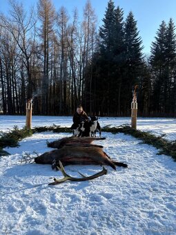 Szczenięta Karelski pies na niedźwiedzie z rodowodem FCI - 18