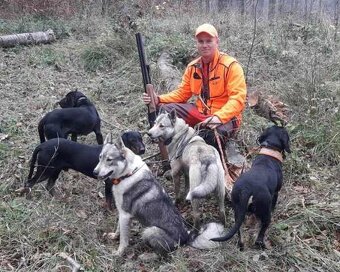 Reproduktory rasy GOŃCZY POLSKI użytkowe zapraszają suczki - 18