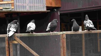 sprzedam gołębie - 18