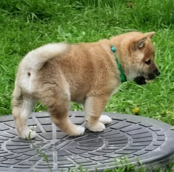 Shiba Inu + Nowy miot + Rezerwacja szczeniąt - 18
