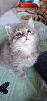 Kocięta bez ogonów Kurylski Bobtail - 18