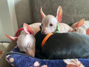 Peruwiański Pies bezwłosy - 18