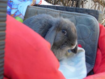 Piękne baranki mini lop niebieskie - 18