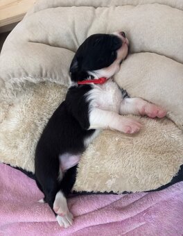 Border Collie z PP /FCI/ szczenięta - 18
