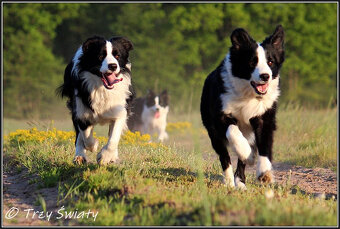 szczeniaki Border Collie psy suczki rodowód ZKwP FCI - 18
