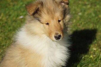 OWCZAREK SZKOCKI DŁUGOWŁOSY SUCZKA - 18