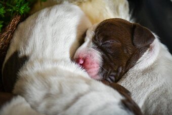 English Pointer - 18