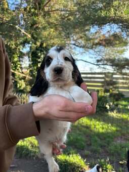 Cocker spaniel angielski - 18
