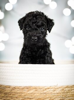 Szczeniak Kerry Blue Terrier - 18