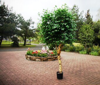 Drzewko sztuczne kwitnące - 18