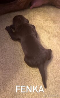 Szczeniaki Bandogi s rodokmenom VIP BANDOG KENNELS - 18