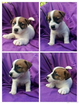 Jack Russell terrier JRT rodzice FCI - 18