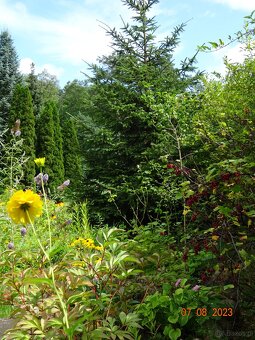 Dom wśród zieleni przy lesie - 18