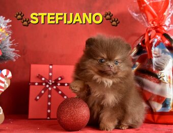 Pomeranian Boo – Szczenięta w kolorze CHOCOLATE & TAN | NOWO - 18