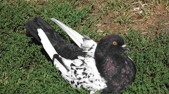 sprzedam gołębie - 18