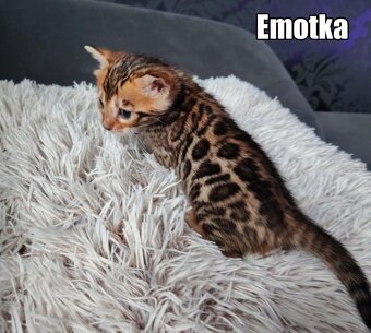 Kotka bengalskie z rodowodem - 18