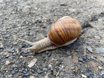 Dom murowany- dwuczęściowy - 18