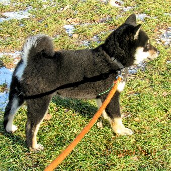 Shiba Inu, dziesięciomiesięczna suczka, czarna-podpalana - 18