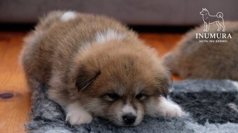 Akita Inu akita japońska szczenięta - 18