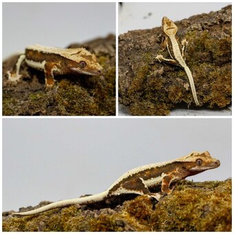 Gekony orzęsione (ciliatus) + akcesoria GeckoSVK - 18