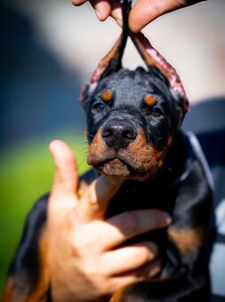 KUPIOWANE SZCZENIĘTA DOBERMANA Z RODOWODEM FCI - 18