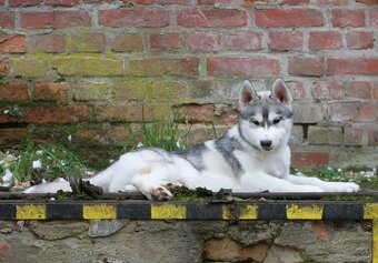 Siberian Husky ZKwP - 18
