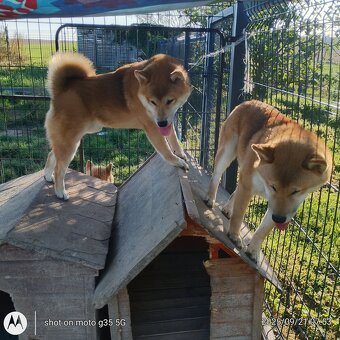 Shiba Inu, czerwony piesek mocno czernią przyprószony - 18