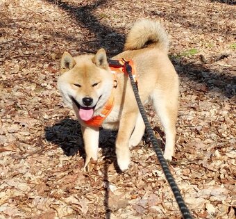 Shiba Inu, czerwony piesek mocno czernią przyprószony - 18