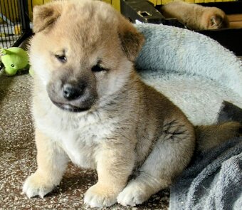 Shiba Inu czerwona, mała suczka o wielkim serduszku - 18