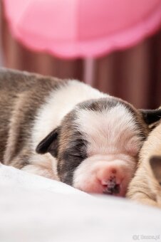 Szczenięta amstaff - 18