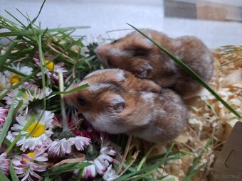 Chomiki Syryjskie 4 tygodniowe - 18