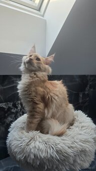 Maine coon - 18
