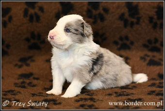 psy szczeniaki Border Collie ZKwP FCI - 18