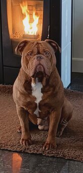 Buldog Staroangielsky - Old English Bulldog - 18