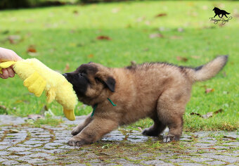 Owczarek belgijski Tervueren - szczenięta z rodowodem - 18