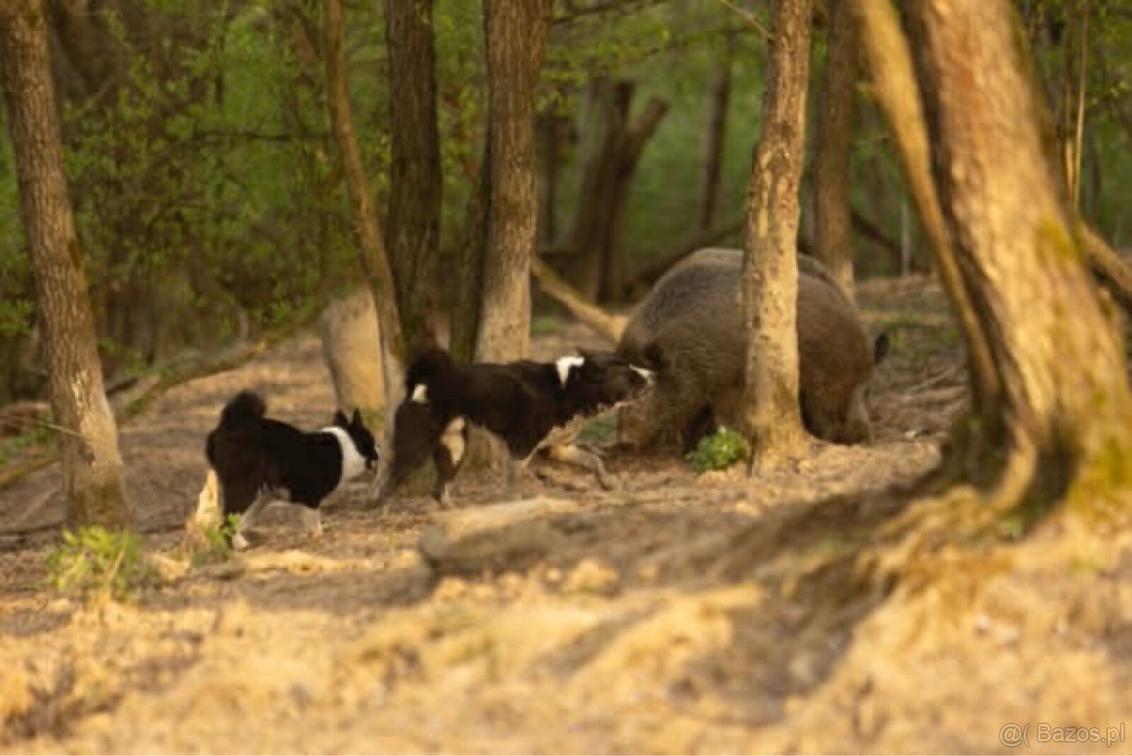 Szczenięta Karelski pies na niedźwiedzie z rodowodem FCI - 19