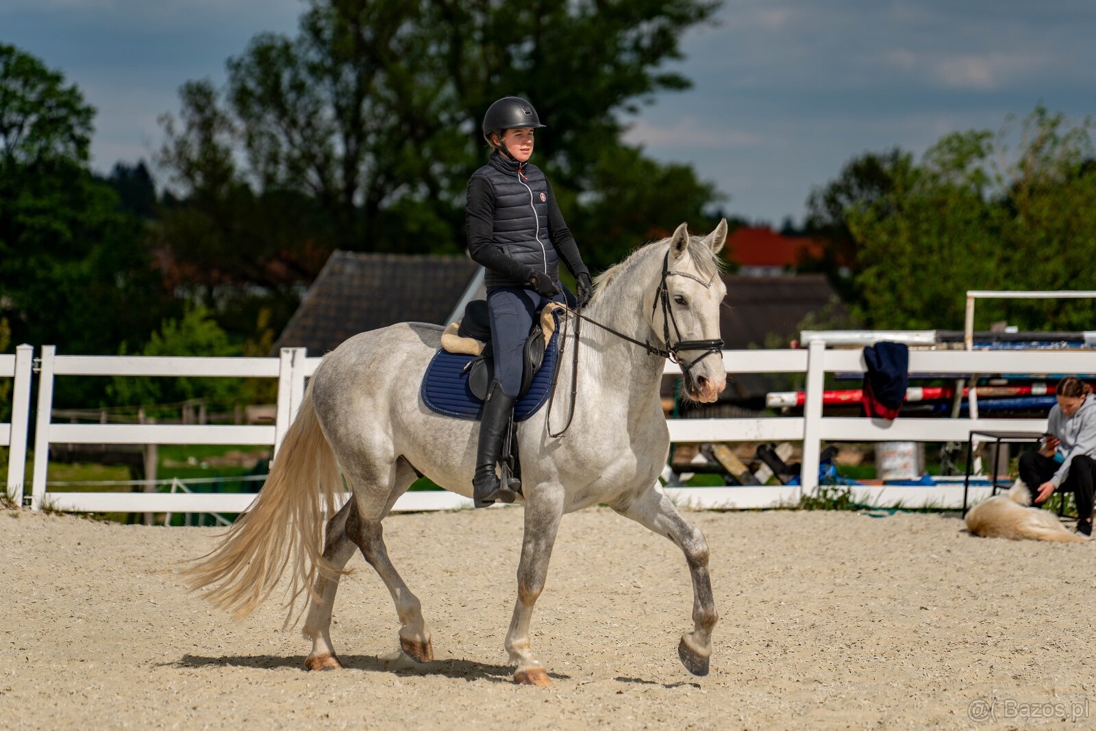 Kladruby Biały - 19