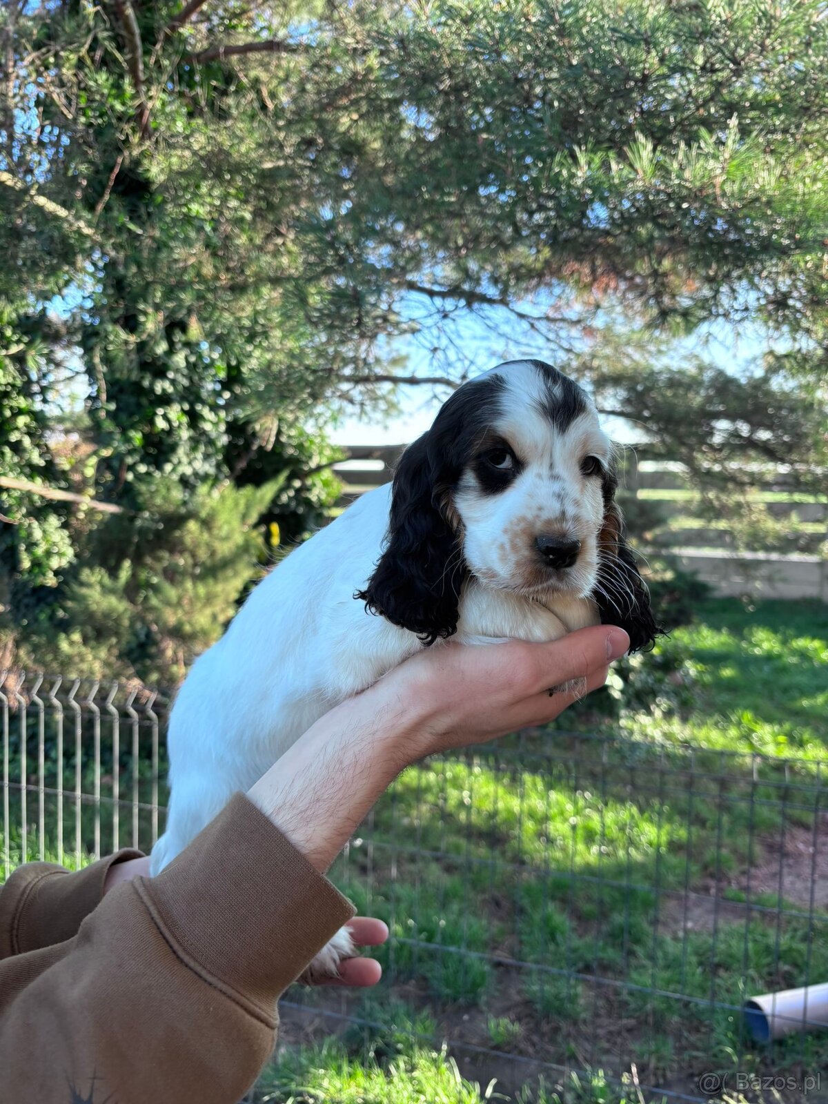 Cocker spaniel angielski - 19