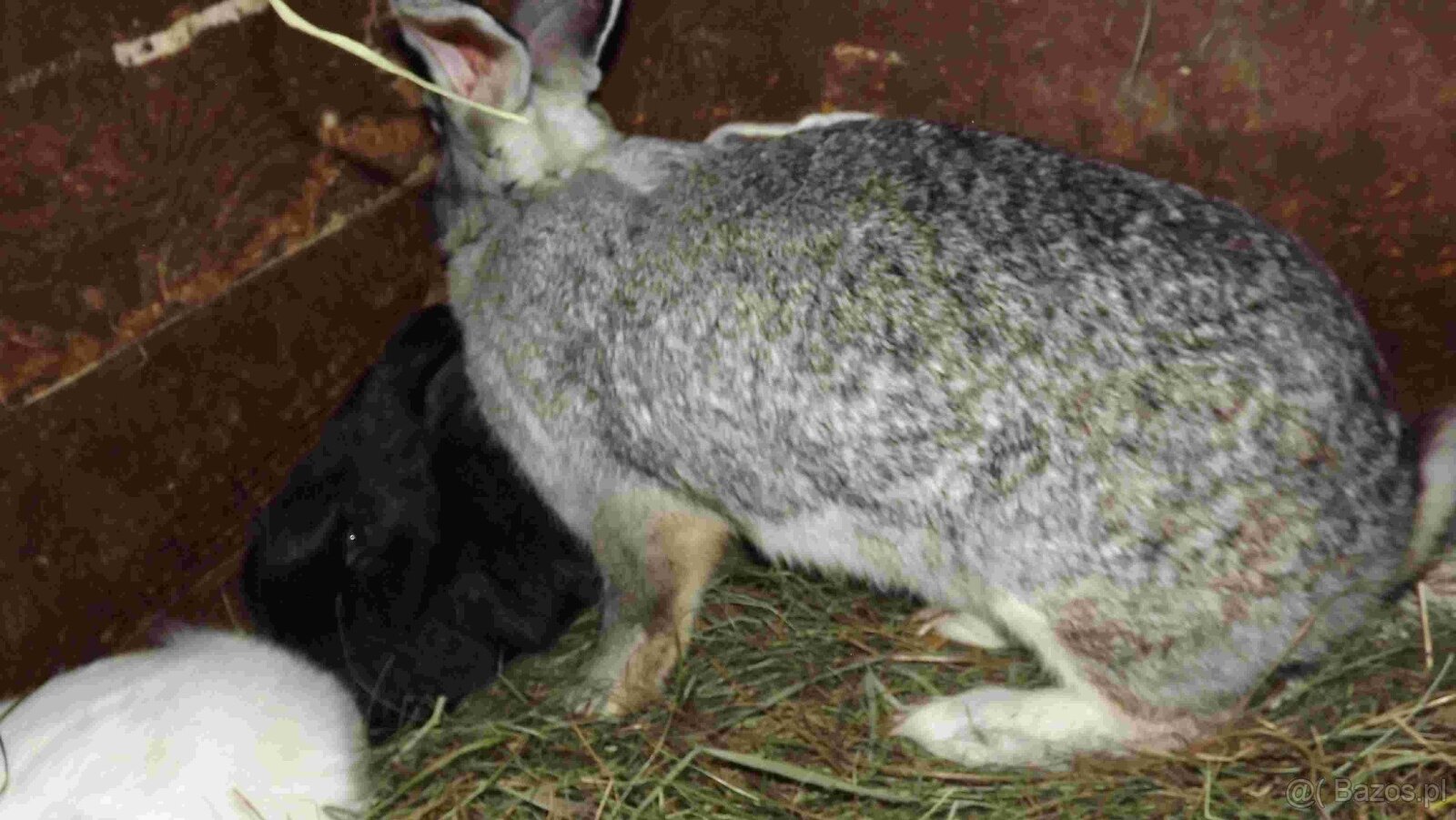 sprzedam króliki - 19